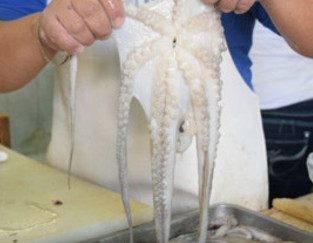 MARISCOS AL MAYOREO