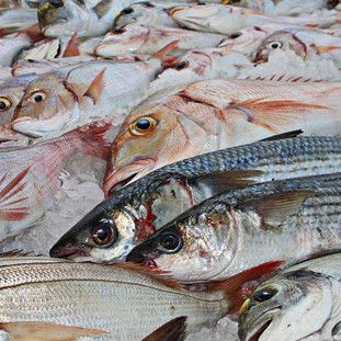 VENTA DE MARISCOS AL MAYOREO